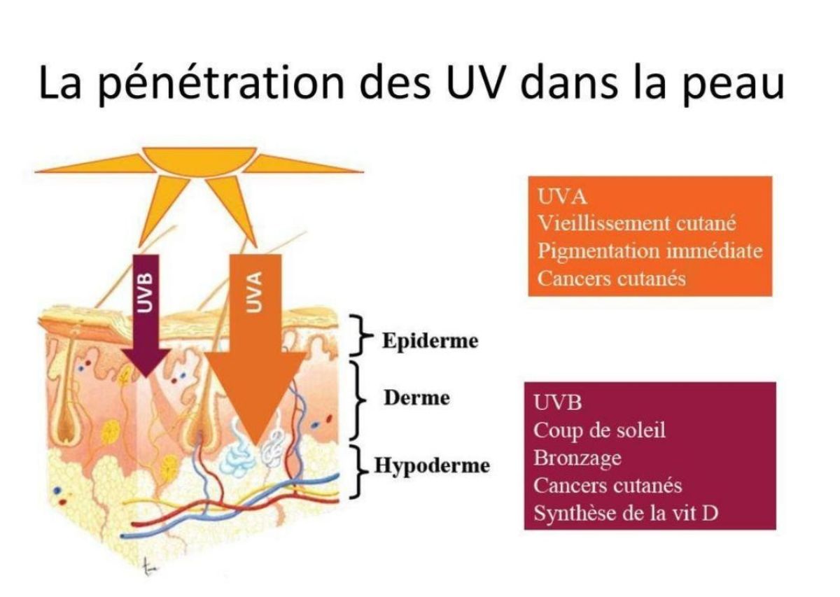 Quelle est la différence entre UVA et UVB