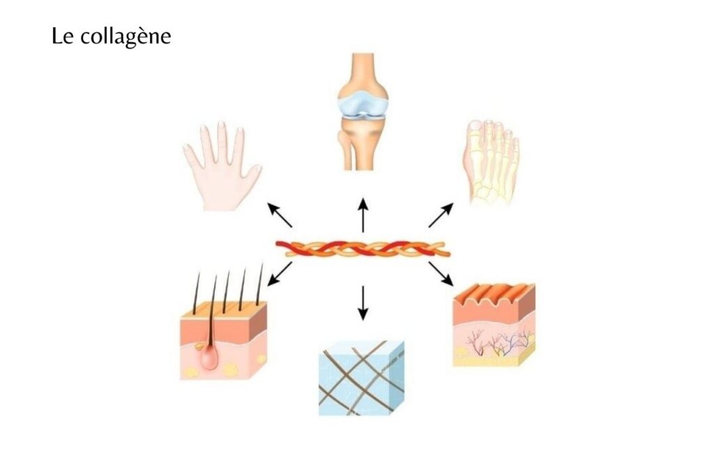 Le collagène, qu’est-ce que c’est?