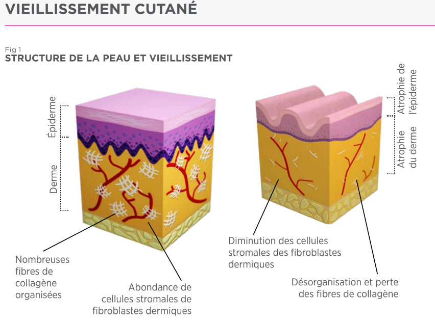 ZOOM SUR LE COLLAGENE